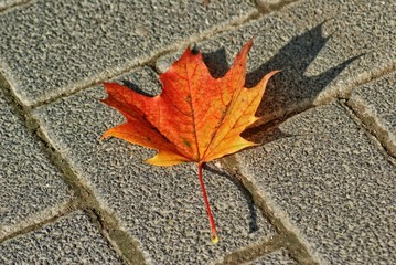 Herbstblatt