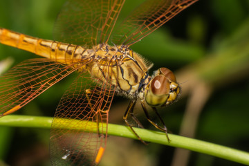 Macro Dragonfly