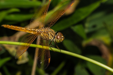 Macro Dragonfly