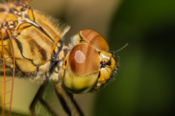 Macro Dragonfly
