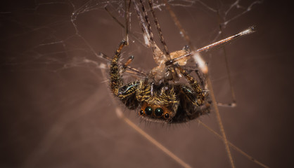 Spider on the web.
