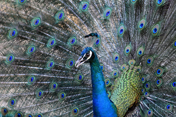 Fototapeta premium Beatiful Green Peacock bird showing off its feathers