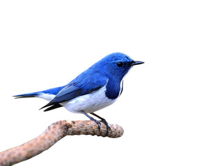 Beautiful blue bird, Ultramarine Flycatcher isolated on white ba