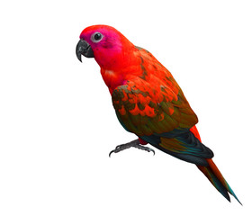 Beautiful red parrot bird isolated on white background