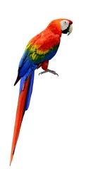 Crédence de cuisine en verre imprimé Perroquet Bel oiseau Ara rouge de couleur naturelle avec tous les détails