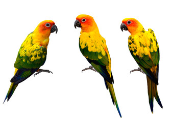 Fototapeta na wymiar Beautiful Sun Conure, the colorful yellow parrot birds isolated
