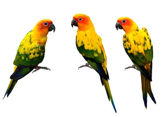 Photo sur Aluminium Perroquet Belle Sun Conure, les oiseaux perroquets jaunes colorés isolés