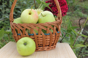 The apples lying in a wattled basket on a table in a garden