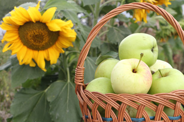 The apples lying in a wattled basket  in a garden  
