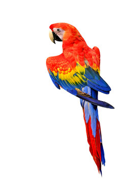 Beautiful Scarlet Macaw bird in natural color isolated on white