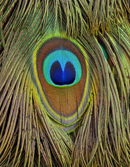 Close up of Green Peacock bird feathers with sharp in details