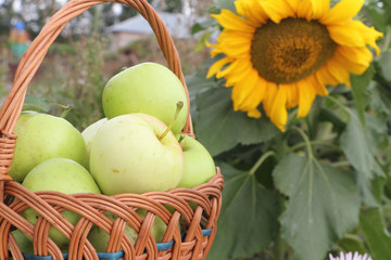 The apples lying in a wattled basket  in a garden 
