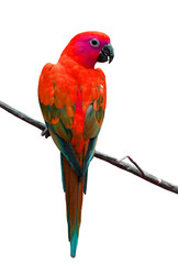 Coloful of Red parrot bird isolated on white background