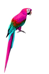 Wandcirkels aluminium Colorful Macaw bird isolated on white background © prin79