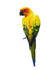 Wandcirkels aluminium Kleurrijke Zonparkiet, de mooie gele geïsoleerde papegaaivogel © prin79