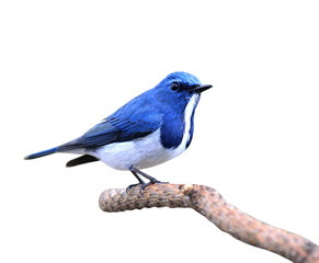 Great blue bird,Ultramarine flycatcher posing on the branch isol