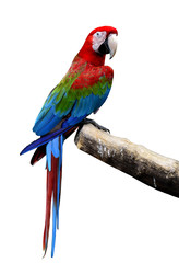Great Green-winged macaw bird perching on the log isolated on wh