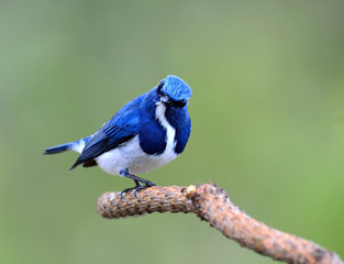 Lovely Ultramarine flycatcher, beautiful blue bird, posing on th