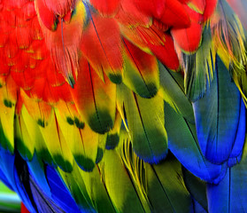 Fototapeta premium Macaw bird feathers in close up