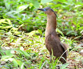 Malayan Night Heron, the blue eyes bird standing in the grass fi