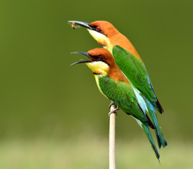 Pair of sweet Chestnut-headed Bee-eater bird perching together o