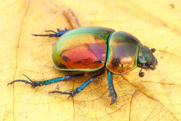 Trypocopris pyrenaeus coruscans. Escarabajo pelotero.
