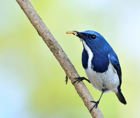 Pose of Ultramarine flycatcher, beautiful blue bird, carrying wo