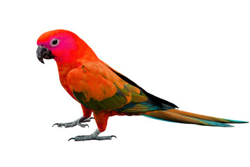 Red Parrot standing on the floor isolated on white background