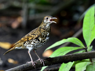 Scaly Thrush, the tiger looks bird opening its mouth for singing