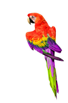 Red and Violet Macaw parrot bird isolated on white background