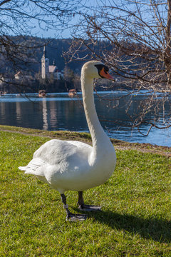 Swan by the lake
