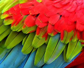 Obrazy  Żywe zielone, czerwone i niebieskie pióra ptaków ara w szczegółach tekstu
