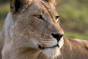 Portrait of a lioness. Close-up. Zambia.