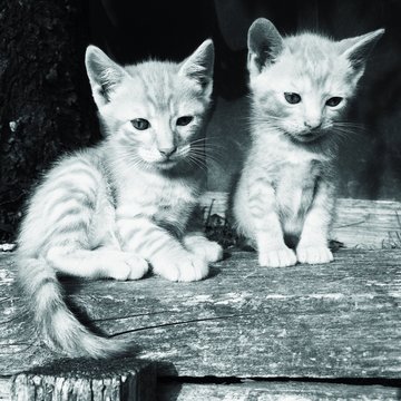 gattini domestici