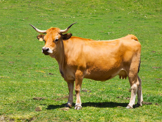 Naklejka na ściany i meble cow at meadow