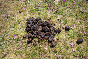 Horse manure in the grass