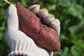 秋の行楽　芋掘り
