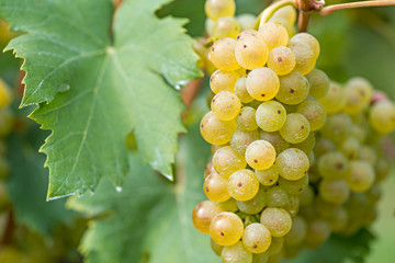 Grape sprayed with pesticides