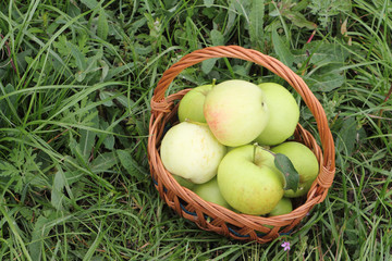 The apples lying in a wattled basket  in a garden 
