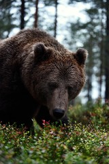 brown bear portrait in the forest
