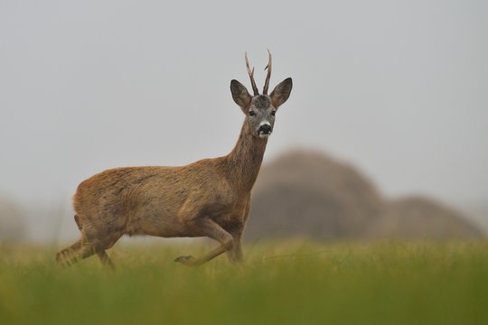 Roe Buck Walking In The Field