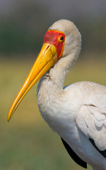 Portrait of a stork. Close-up. Zambia.