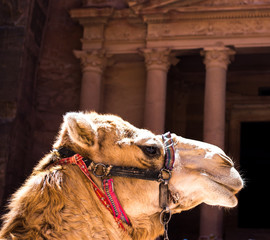 camel in Petra canyon
