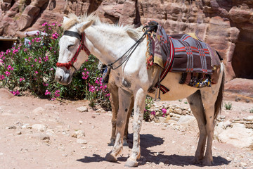 white horse in Petra canyon