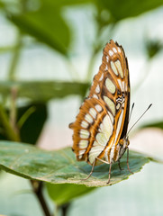 Malachite Butterfly sitting on leaf eyes closeup