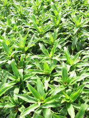 Green plants in the park
