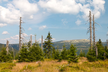 Half dead and live forest in Krkonose mountains, Czech Republic