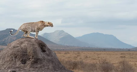 Türaufkleber Grau Gepard