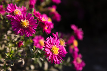 pink daisy