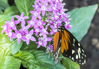 Nice Hecale Longwing Butterfly on pink flowers